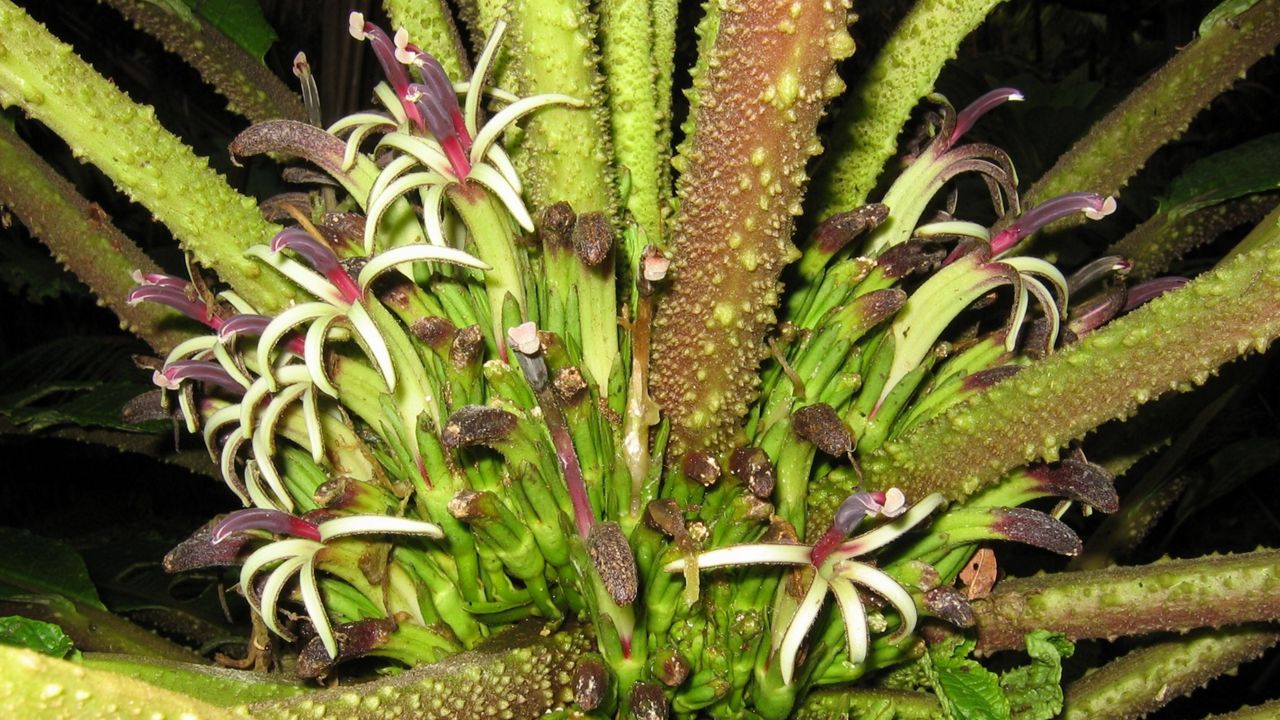 Cyanea tritomantha is a palm-like shrub distributed across the windward slopes of Mauna Kea, Mauna Loa, Kilauea and the Kohala Mountains. (Photo courtesy of the Center for Biological Diversity/Karl Magnacca)